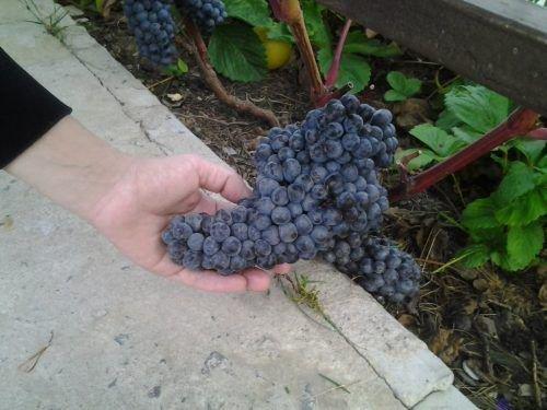 Виноград Один. Сорт винограда Один