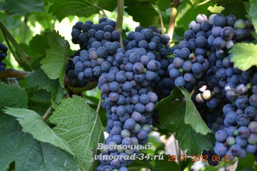 Сорта винограда селекции Потапенко. История создания 03