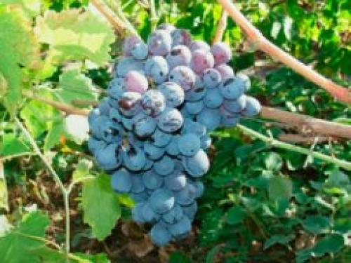 Амурский виноград селекции А.И потапенко. История выращивания сорта винограда Амурский 05
