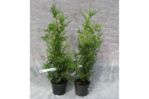 Посадка туи с открытой корневой системой. Как выбрать хороший саженец туи для осенней посадки