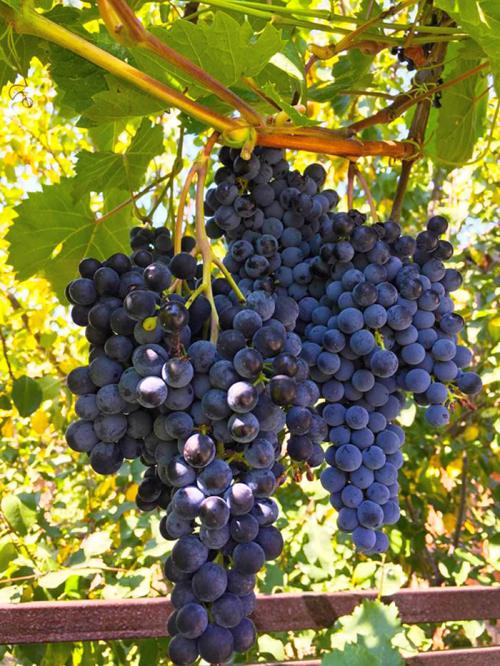 Лучшие винные сорта винограда. Сорта винограда для вина – 15 лучших сортов 2022 года