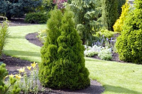 Посадка туи в открытый грунт весной и летом. Когда лучше всего высаживать тую: сроки, агротехнические правила