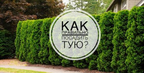 Посадка туи в открытый грунт весной и летом. Когда лучше всего высаживать тую: сроки, агротехнические правила 05