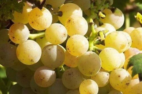 Высокоурожайные технические сорта винограда. Технические сорта белого винограда