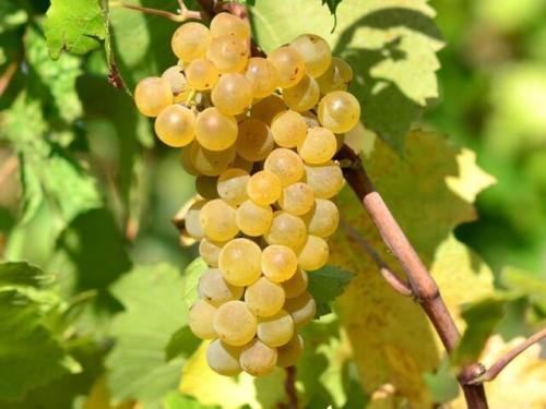 Высокоурожайные технические сорта винограда. Технические сорта белого винограда