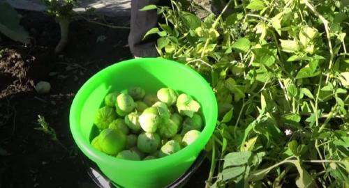 Когда и как собирать урожай физалиса. Сбор урожая физалиса: когда подходящее время 04 Когда и как собирать урожай физалиса. Сбор урожая физалиса: когда подходящее время 04