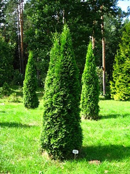 Посадка и уход за туей осенью. Как выбрать саженец для посадки туи осенью 04