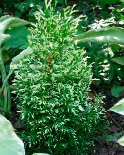 Как сажать тую смарагд. Основные сорта