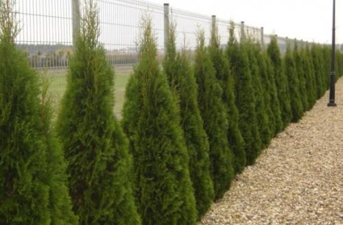 Как сажать тую смарагд. Основные сорта