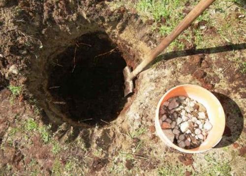 Как посадить тую смарагд осенью. Как правильно посадить тую?