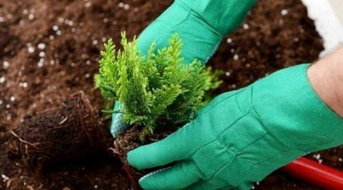 Посадка туи осенью: 5 полезных подсказок, чтобы растение прижилось и перезимовало