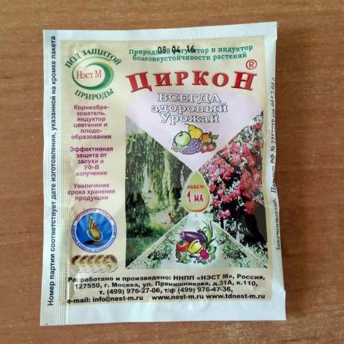 Как посадить тую в горшке на улице. Уход за растением