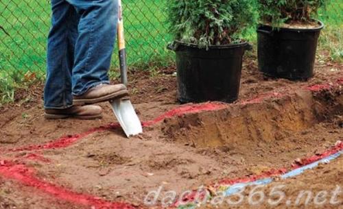 Как правильно посадить тую на садовом участке. Технология посадка туи в открытый грунт