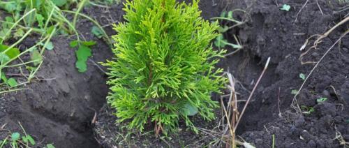 Когда сажать туи в Подмосковье. Технология посадка туи в открытый грунт 08