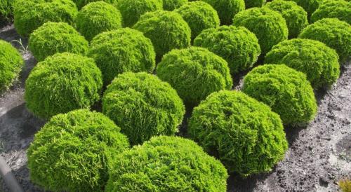 Как правильно посадить тую и обеспечить.. Как правильно сажать тую 09