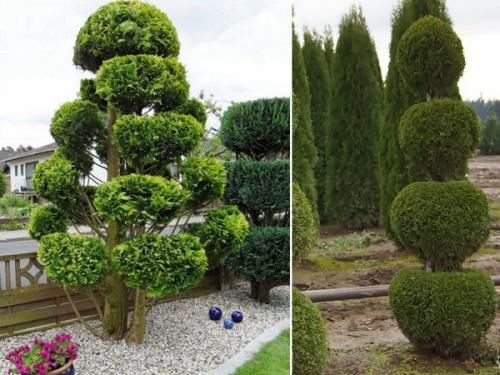 Как правильно посадить тую смарагд. Как правильно посадить тую?