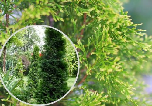 Туя Смарагд. Лучшие сорта туи западной Смарагд для создания топиариев