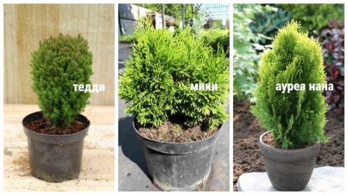 Посадка туи летом. Посадка и уход за туей в открытом грунте: особенности выращивания
