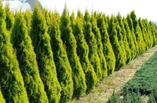 Как сажать туи Смарагд. Основные сорта