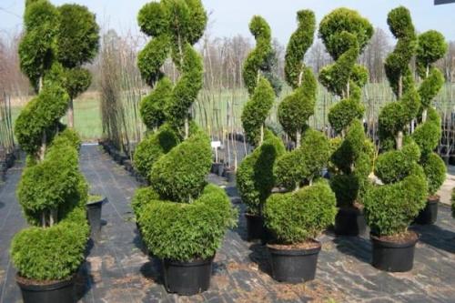Как сажать туи Смарагд. Основные сорта