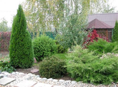 Туя Смарагд. Лучшие сорта туи западной Смарагд для создания топиариев