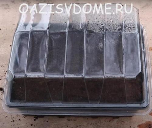 Примула семенами в открытый грунт. Посадка и стратификация семян в почве