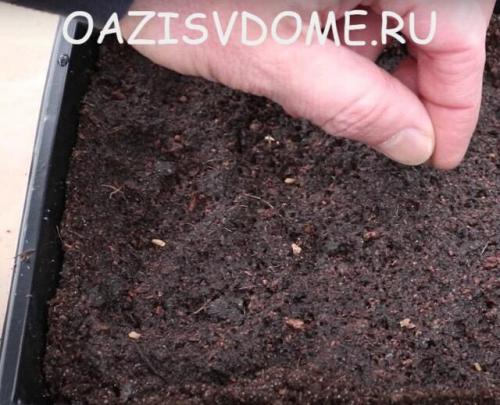 Примула семенами в открытый грунт. Посадка и стратификация семян в почве