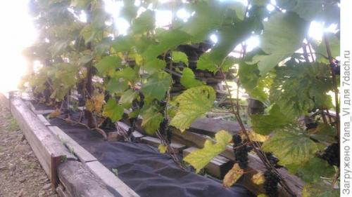 Как сочетать виноградные лозы с другими растениями в ландшафтном дизайне. Бордюр для виноградной аллеи