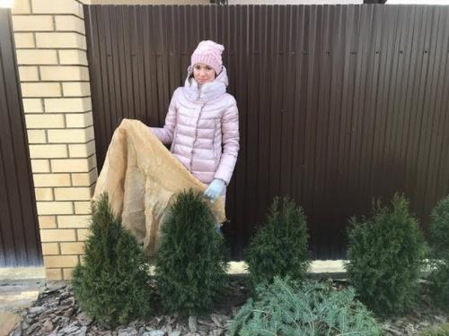 Растут ли туи зимой. Нужно ли укрывать тую на зиму