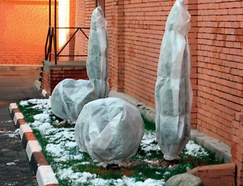 Растут ли туи зимой. Нужно ли укрывать тую на зиму