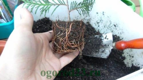 Как сажать тую. Посадка туи в открытый грунт