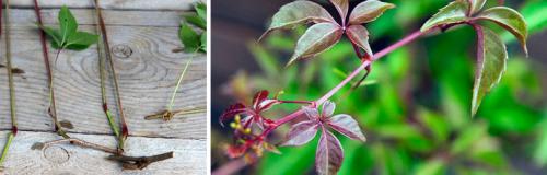 Как ухаживать за виноградом, чтобы он выглядел декоративно. БИОЛОГИЧЕСКИЙ ПОРТРЕТ ДЕКОРАТИВНОГО ВИНОГРАДА