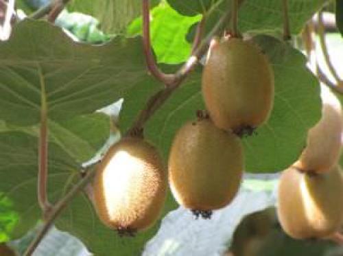 Киви когда урожай. Создание условий для комнатного содержания 02