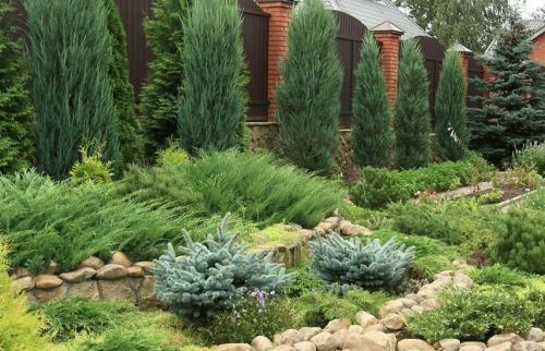 Когда лучше сажать туи и можжевельники. Поселите хвойники в саду – посадка туи, сосны, пихты, можжевельника осенью