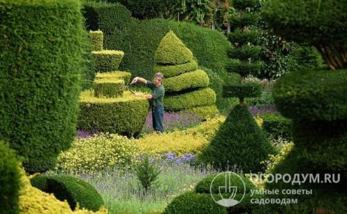 Пересадка туи из горшка в землю. Критерии выбора