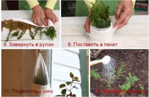 Образование корней у туи. Способы размножения