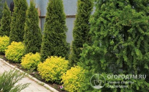 Пересадка туи из горшка в землю. Критерии выбора