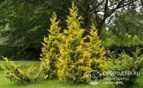 Пересадка туи из горшка в землю. Критерии выбора