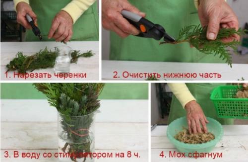 Образование корней у туи. Способы размножения