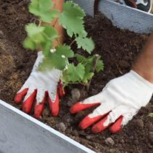 Куда посадить виноград на дачном участке. Посадка винограда