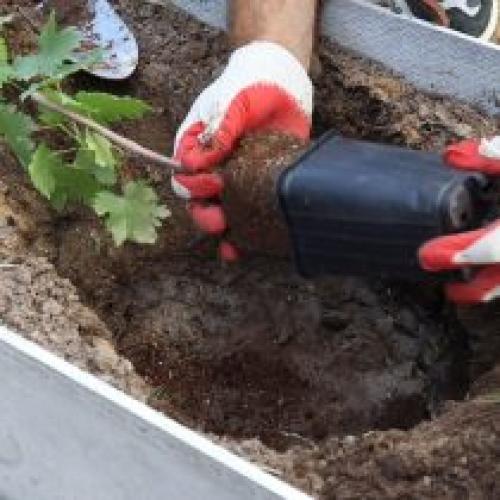 Куда посадить виноград на дачном участке. Посадка винограда