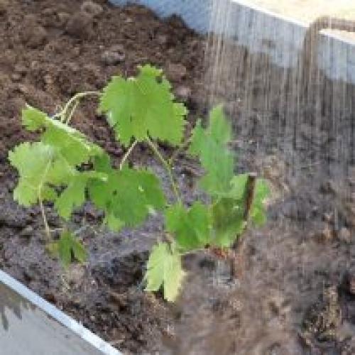 Куда посадить виноград на дачном участке. Посадка винограда