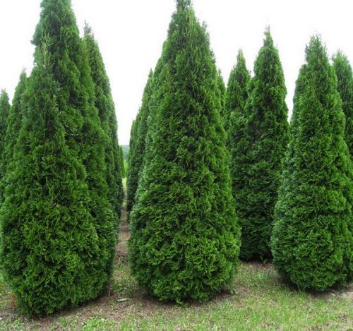 Грунт для туи смарагд. Основные моменты