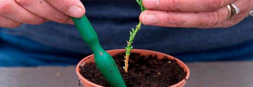 Как высадить тую из горшка в грунт. Посадка туи 04