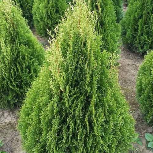 Грунт для туи смарагд. Основные моменты