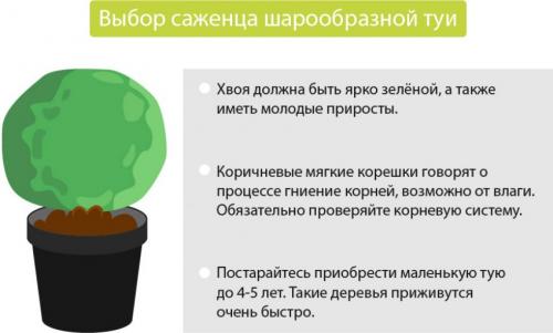 Как высадить тую из горшка в грунт. Посадка туи 03