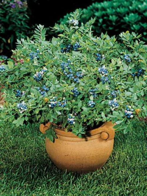 Голубика саженцами когда начинает плодоносить. Описание растения голубика: где растет ягода 01 Голубика саженцами когда начинает плодоносить. Описание растения голубика: где растет ягода 01