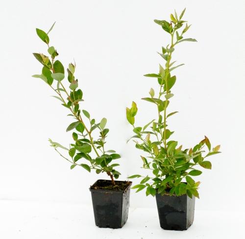 В каком месяце плодоносит голубика. Посадка садовой голубики