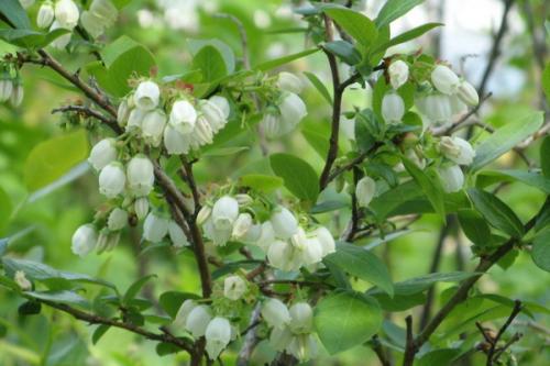 Голубика саженцами когда начинает плодоносить. Описание растения голубика: где растет ягода 03 Голубика саженцами когда начинает плодоносить. Описание растения голубика: где растет ягода 03
