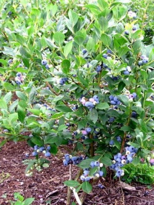 Голубика саженцами когда начинает плодоносить. Описание растения голубика: где растет ягода 04 Голубика саженцами когда начинает плодоносить. Описание растения голубика: где растет ягода 04